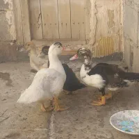 اردک اسرائیلی