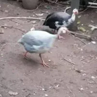 مرغ روسی(شاخدار)|حیوانات مزرعه|لاهیجان, خمیر کلایه|دیوار