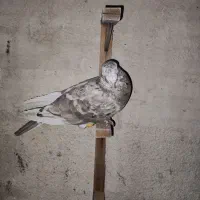 سینه کله|پرنده|مشهد, خین عرب|دیوار
