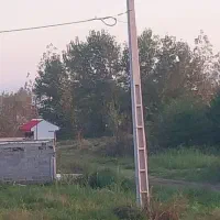 فروش بالای ۵۰۰ اصله درخت صنوبر