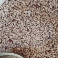 لوبیا چیتی