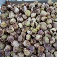 انجیر ضایعاتی
