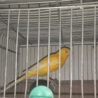 قناری نر مست رسمی