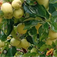 فروش سیب طالقان
