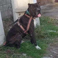 سگ کن‌‌کورسو و پیتبول