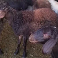 بره قوچ|حیوانات مزرعه|صحنه, |دیوار