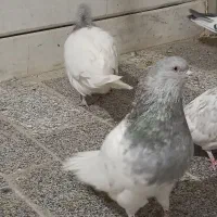 کله الماسی|پرنده|داران, |دیوار