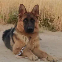 پانسیون خانگی سگ و گربه