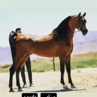 کشش سیلمی عرب دوسر وارداتی