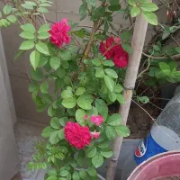 گل اپارتمانی