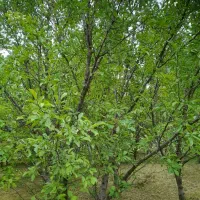 باغ-گردو-گلابی