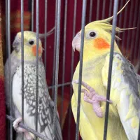 طوطی عروس هلندی