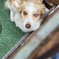 واگذاری انواع  سگ نژاد دار آپارتمانی