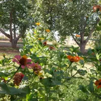 اجاره روزانه خانه باغ|اجارهٔ کوتاهمدت ویلا و باغ|ایلام, |دیوار