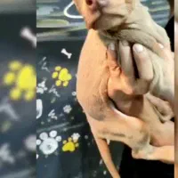 سگ دوبرمن تیپ اروپایی کیفیت در حد وارداتی|سگ|تهران, الهیه|دیوار