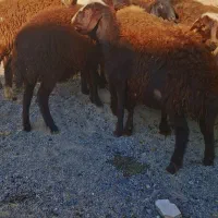 بره ماده جنس|حیوانات مزرعه|شازند, |دیوار