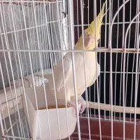 عروس هلندی نر