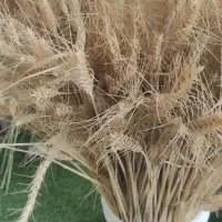 خوشه گندم|گل و گیاه طبیعی|اهواز, زیباشهر|دیوار