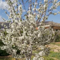 معاوضه باغ شهری (سیاخ)با اپارتمان|فروش خانه و ویلا|شیراز, دشت چنار|دیوار