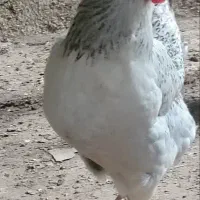 مرغ محلی تخم گزار