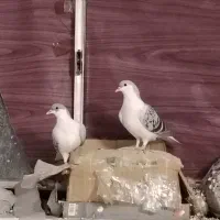 کفتر امری مگسی|پرنده|مشهد, فردوسی|دیوار