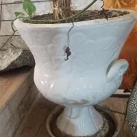 گلدان سفالی|گل و گیاه طبیعی|مشهد, چهارچشمه|دیوار