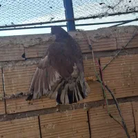 کفتر،کبوتر پرشی مایه