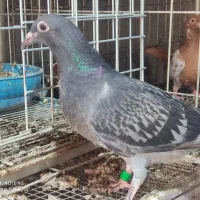 جوجه پلاکی نر