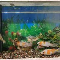 آکواریوم شرکتی شیشه خم|ماهی|سیرجان, |دیوار