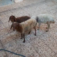 ۳تا بره نر  اول کامل بخون بعد خاستی زنگ بزن