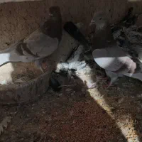 کبوتر پرشی|پرنده|ورامین, شهرک فاطمیه|دیوار