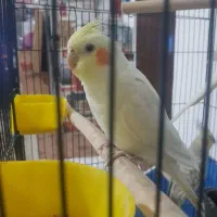 عروس هلندی|پرنده|فردیس, شهرک ارم|دیوار