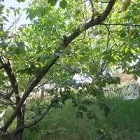 باغ با سند، برق و آب درخت زردالو پنج ساله