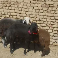 شیشک قوچ قره غزل