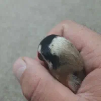 سهره|پرنده|ملایر, |دیوار