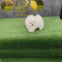 وروجک های زیبا