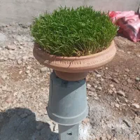 سبزه ی عید|گل و گیاه طبیعی|تهران, افسریه شمالی|دیوار