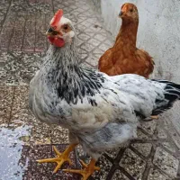 خروس محلی زیبا