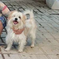 سگ اشپیتز نر