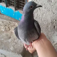 کبوتر پلاکی نر وماده