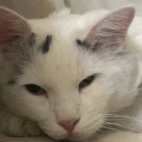 گربه پرشین کاملا اهلی ۳ساله|گربه|میاندوآب, |دیوار