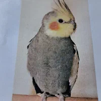 عروس هلندی گم شده