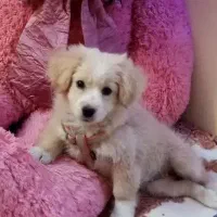 پامر اشپیتز واکسن زده،شناسنامه دار