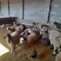 معاوضه ۱۹راس میش با کهره|حیوانات مزرعه|بهبهان, |دیوار