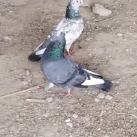 کبوتر|پرنده|سراب باغ, |دیوار