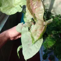 فروش ویژه گل های سینگونیوم|گل و گیاه طبیعی|بجنورد, |دیوار