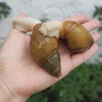 حراج حلزون مولد تخم گذار|خزنده|شیراز, شهرک بهار|دیوار