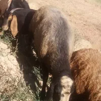 فروش یک راس قوچ شال
