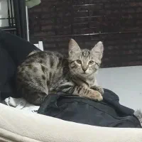 واگذاری رایگان گربه|گربه|تهران, مینای شمالی (مخبر)|دیوار