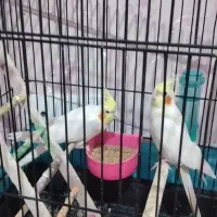 دوعددعروس هلندی|پرنده|سبزوار, پیام|دیوار